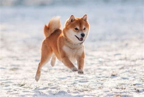 The Shiba Inu: More Than Just a Meme Coin