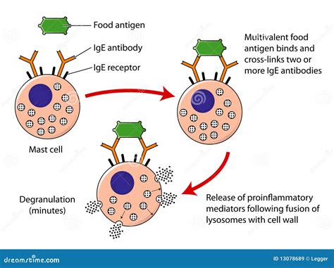 Mast Cell Degranulation