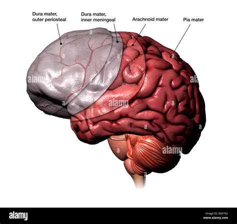 Brain Research Lab Neuro 2: Sheep Dorsal Dura Mater Ventral View Diagram Formalin Sheep Brain ...