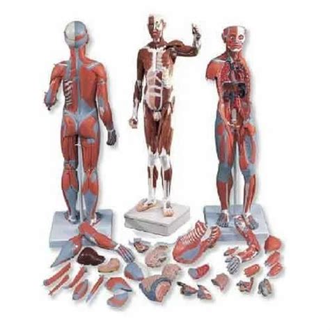 Human Torso Models - Head & Neck with Blood Vessels Model GD/A18212 ...