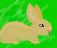 Image result for American Fuzzy LOL Rabbit
