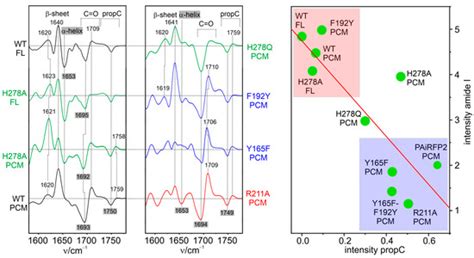 Vibrational Spectroscopy of Phytochromes