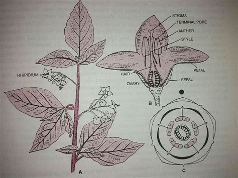 Give classification of Solanaceae family. Describe it with diagram of ...