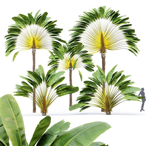 3D Ravenala Madagascariensis Travelers Palm 5 Trees Model - TurboSquid ...