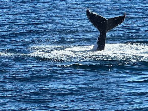 TANGALOOMA ISLAND RESORT WHALE WATCHING CRUISE (2026) All You SHOULD ...