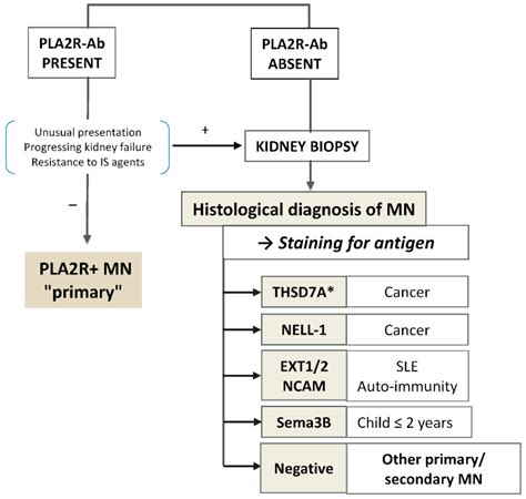 Advances in Membranous Nephropathy