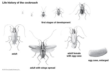 Cockroach Definition 的图像结果