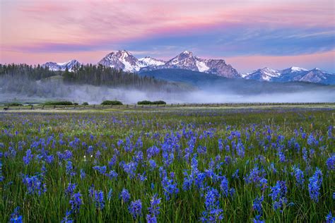 Blue Poppies In A Field Mountain Landscape View Idaho State United ...
