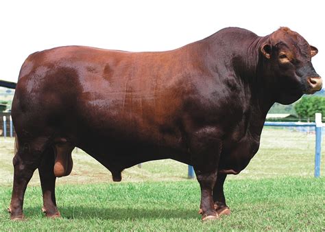 Santa gertrudis Most Beautiful Animals, Beautiful Horses, Gado Leiteiro ...