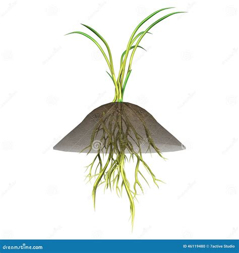 Adventitious roots stock illustration. Illustration of botany - 46119480
