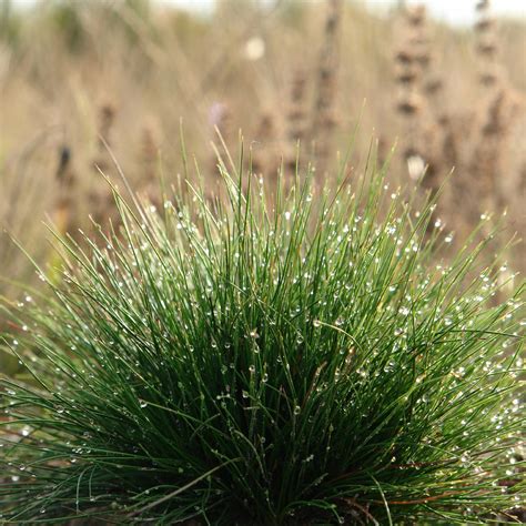 Red Fescue Grass Seed