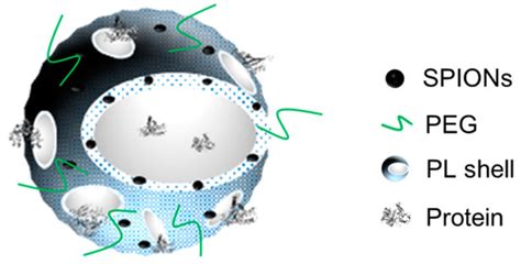 Pharmaceutics | Special Issue : PLGA Based Drug Carrier and ...