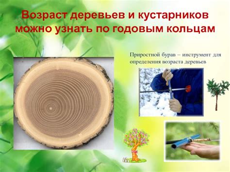 Сколько живут растения? презентация, доклад