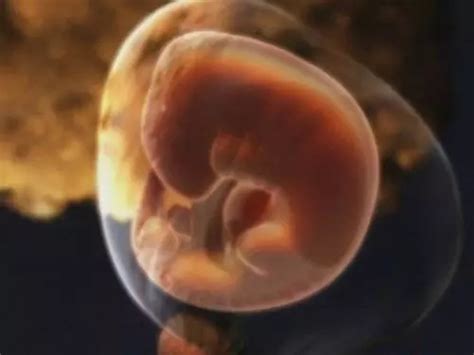 【生命知多少】胚胎发育：带你领略生命的起源 - 知乎