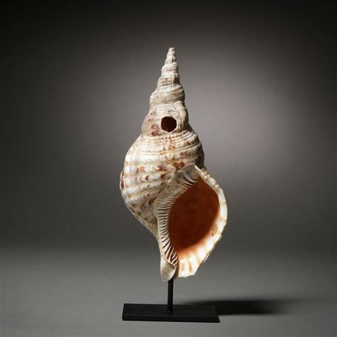 Image result for Conch Shell Soundtrack