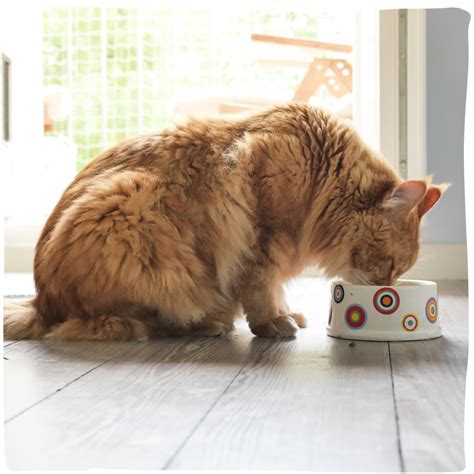 Cats On A Vegan Diet - The Debate About Emotions And Ethics