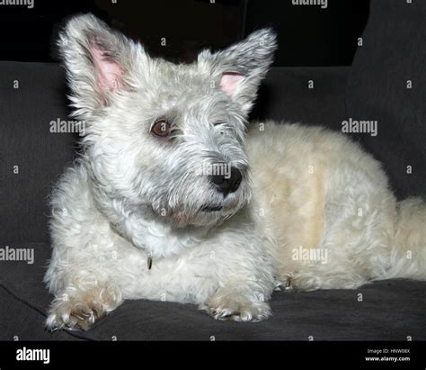 Are Schnauzer Terriers