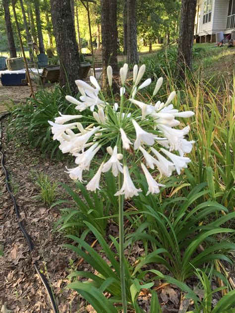 Lily of the Nile | Plants, Garden, Lily