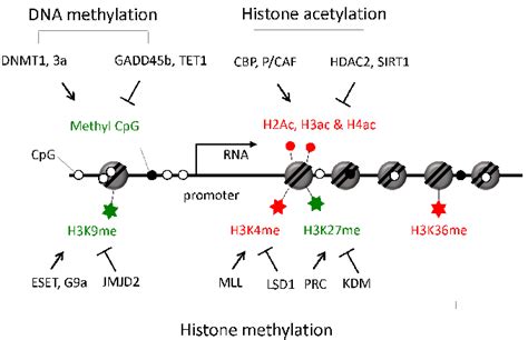 Epigenetic Modifications 的图像结果