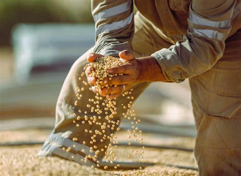 Top 20 Brazilian Sugar Exporters: A Complete Guide for Importers