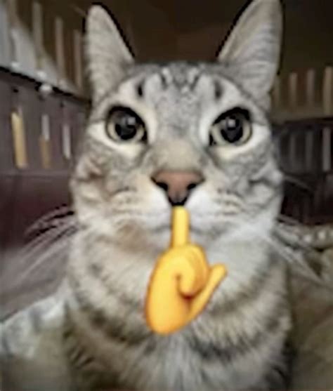 Cat Middle Finger Emoji