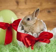 Image result for Easter Bunny Rabbit Cake