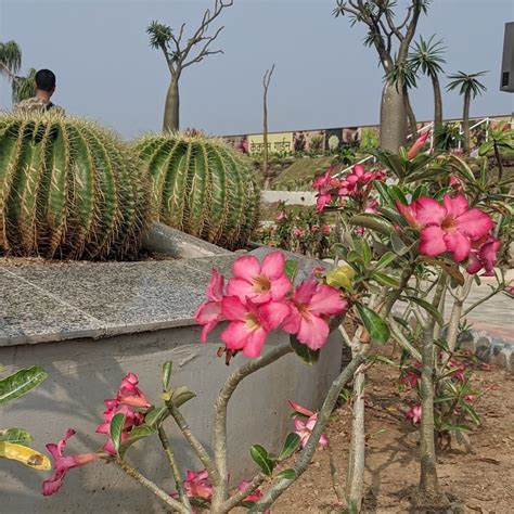 Cactus Garden (Kevadia) - 2022 What to Know Before You Go (with Photos ...