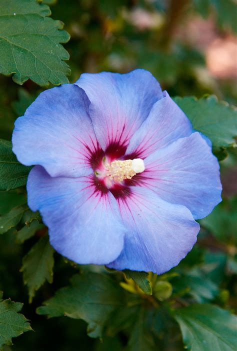 Pink Blue Flower 500,200+ Pink And Blue Flowers Stock Photos, Pictures