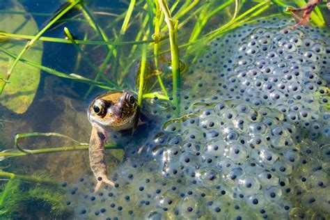 Frog Eggs In Water