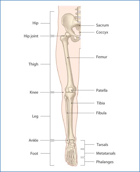 Lower Limb Anatomy