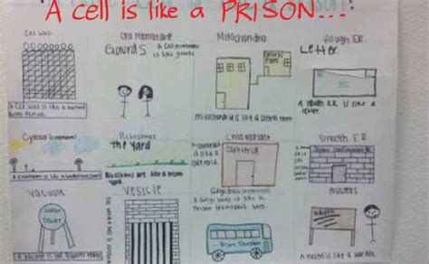 Image result for Cell Project Examples