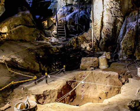 The story in the bones of lizards and frogs | Pursuit by the University ...