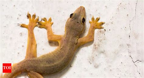 5 smells lizards hate and how to use them to keep your home lizard-free ...