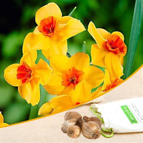 Buy Daffodil Estremadura, Narcissus Falconet (Yellow) - Bulbs (set of 5 ...