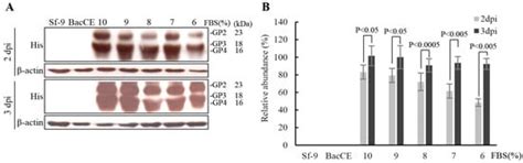 Development of Polycistronic Baculovirus Surface Display Vectors to ...