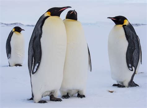 Phylum Of Emperor Penguin