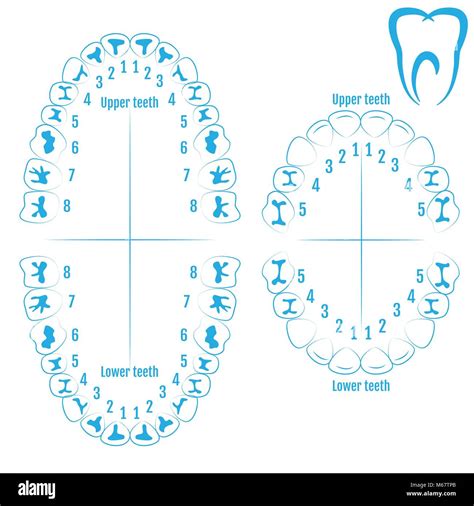 Teeth Diagram Numbers