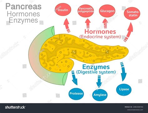 Insulin Pancreas Diagram Insulin | Taber's Medical Dictionary