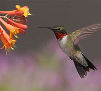 Image result for humming bird