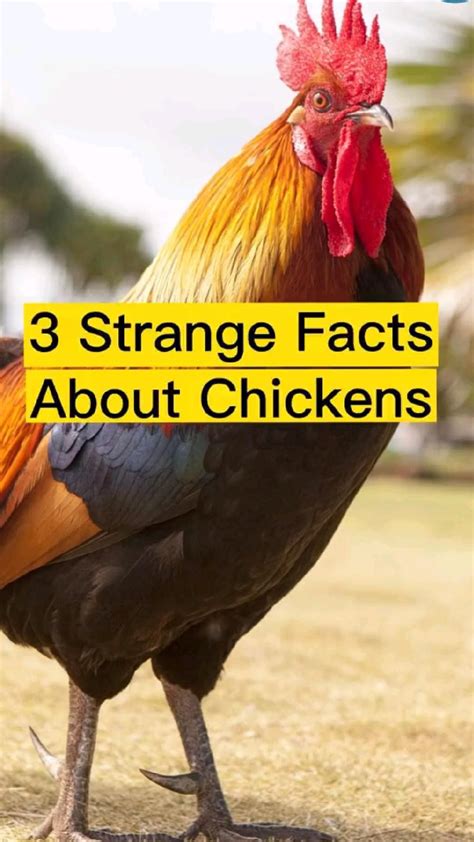 How to clip chicken wings when and how to do it – Artofit