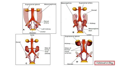 From Embryo To Function: Understanding The Development Of Urinary System
