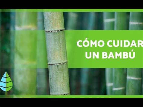 Consejos para el almacenamiento adecuado del arco de bambú
