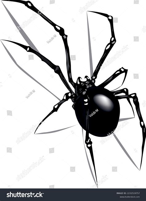 Black Widow Spider Illustration On White Stock Vector (Royalty Free ...