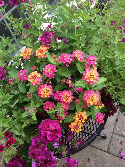 Awasome Lantana Container Garden Ideas - atelieartemae