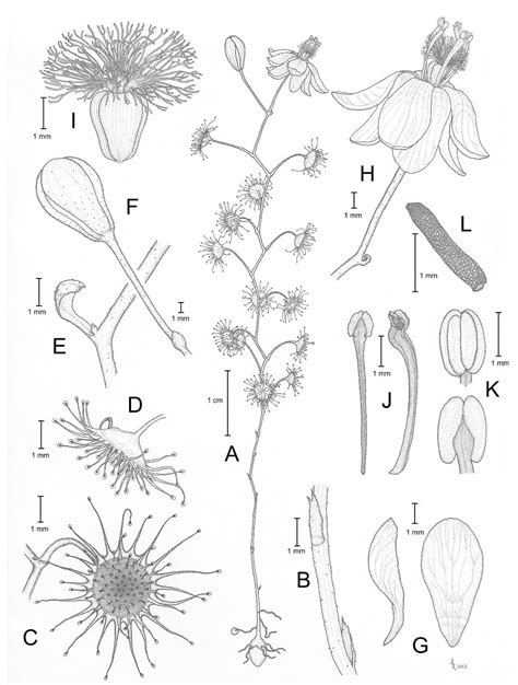 Small Leaves, Big Diversity: Citizen Science and Taxonomic Revision ...