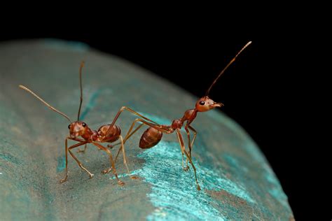 Avista Pest Control - 23 Ways to Kill Ants Naturally and Safely