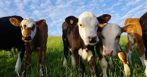 Image result for How to Create Algorithm On Metacam V7