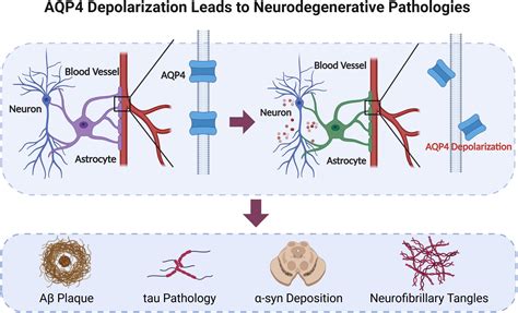 Frontiers | Glymphatic system: a self-purification circulation in brain