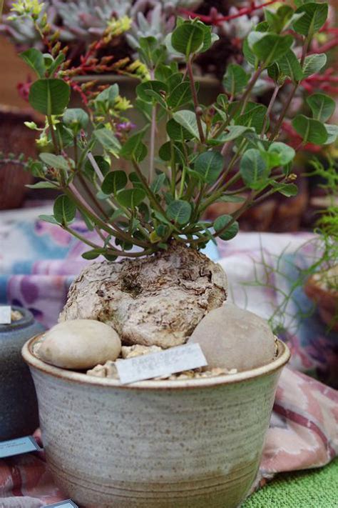 26. Kaktüs ve Sukulent Sergi ve Satış 12-13 Ağustos 2011 Los Angeles ...