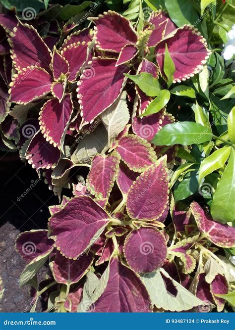 Purple Leaf Plant stock photo. Image of plant, beautiful - 93487124
